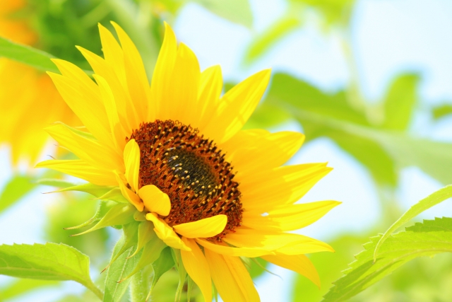 算命学と遺伝子についての共通点 才能 世界に一つだけの花